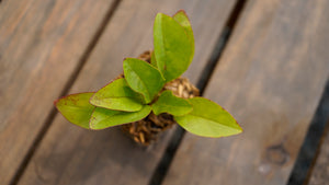 Penstemon digitalis foxglove beardtongue potted plant for sale