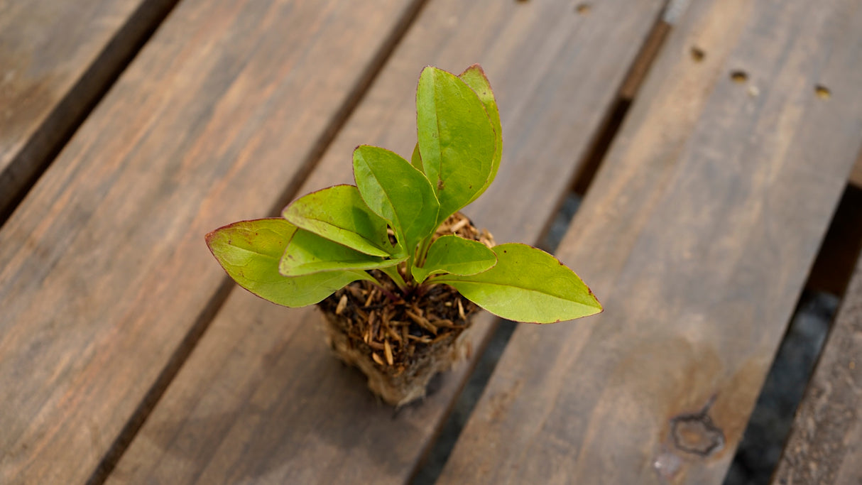 Penstemon digitalis foxglove beardtongue potted plant for sale