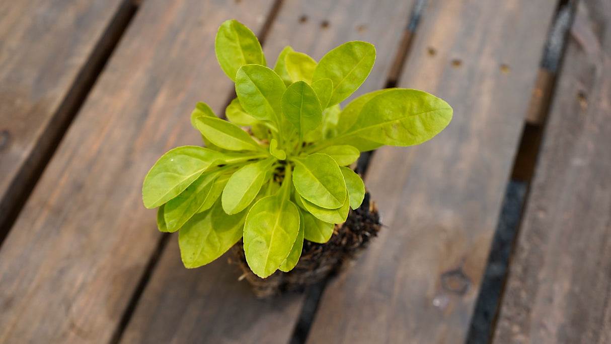 Penstemon pallidus pale beardtongue potted plant for sale