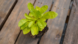 Penstemon pallidus pale beardtongue potted plant for sale