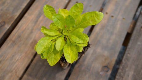 Penstemon pallidus pale beardtongue potted plant for sale