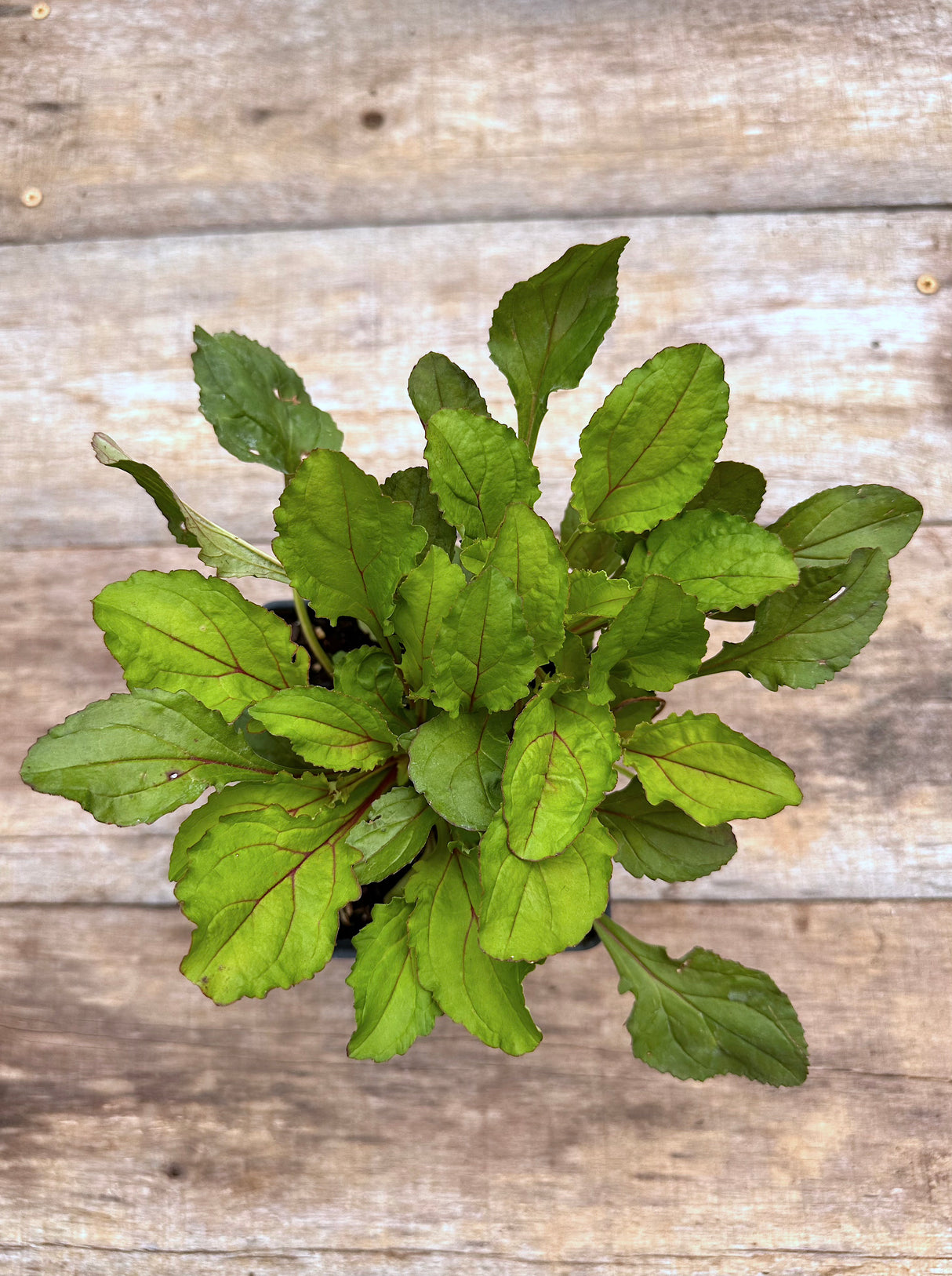 Penstemon smallii Appalachian beard tongue potted plant for sale