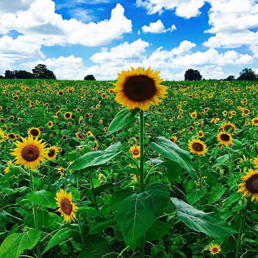 Peredovik Sunflower Seeds