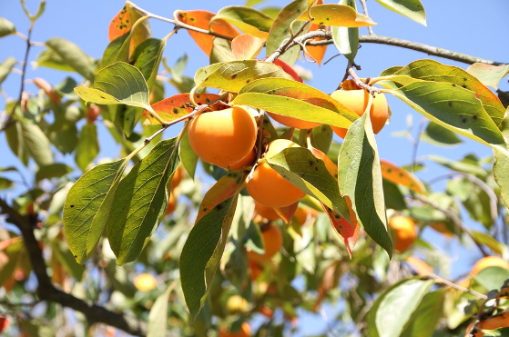 Early Golden Bare Root Persimmon Native Fruit Tree For Sale