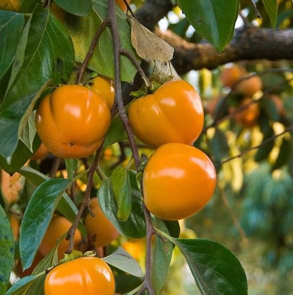 Fuyu Bare Root Persimmon Native Fruit Tree For Sale