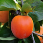 Nikitaâ€™s Gift Bare RootPersimmon Native Fruit Tree For Sale