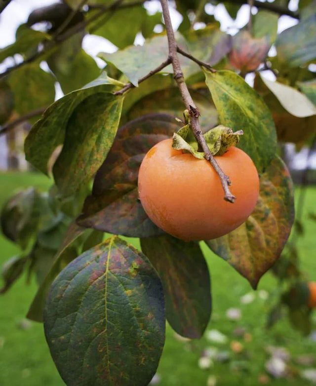 Persimmon Bare Root Native Fruit Tree For Sale