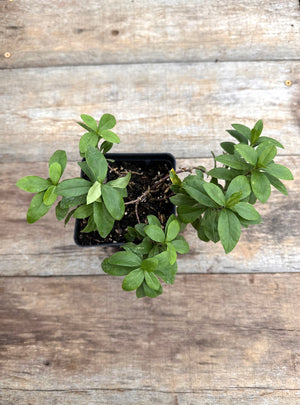 Phlox divaricata wild blue phlox potted plant for sale