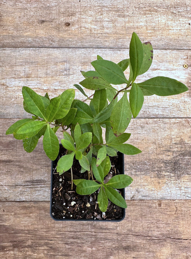 Phlox paniculata garden phlox potted plant for sale