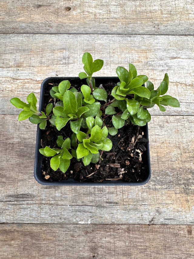 Phlox stolonifera creeping phlox potted plant for sale