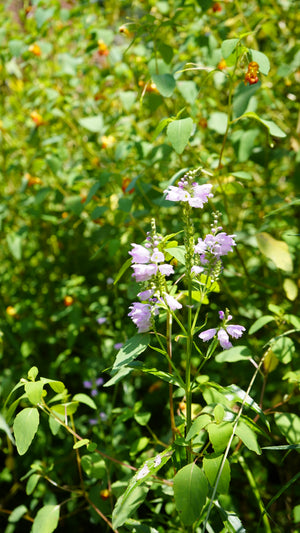 Physostegia virginiana obedient plant flower for sale