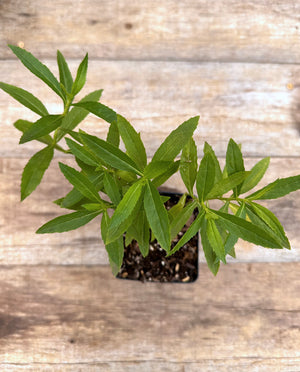 Physostegia virginiana obedient plant potted plant for sale