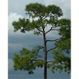 Loblolly Bare Root Pine Native Tree For Sale