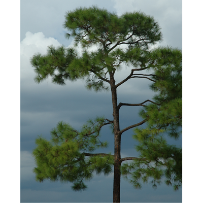 Loblolly Bare Root Pine Native Tree For Sale