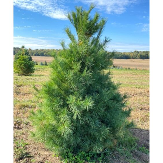 White Bare Root Pine Native Tree For Sale