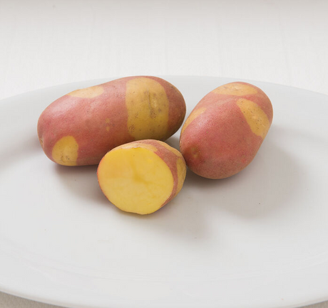 Pinto Gold Fingerling Conventional Seed For Sale