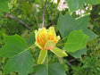 Tulip Poplar Bare Root Native Tree For Sale