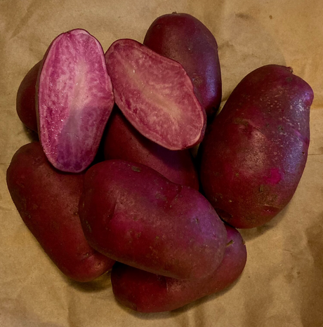 Potato Adirondack Red Organic Seeds For Sale