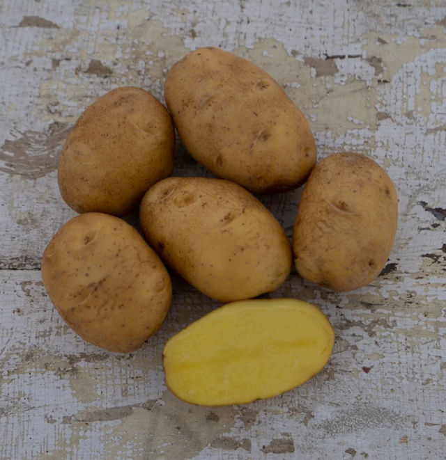 Potato German Butterball Organic Seeds For Sale