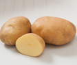 Potato Satina Organic Seeds For Sale