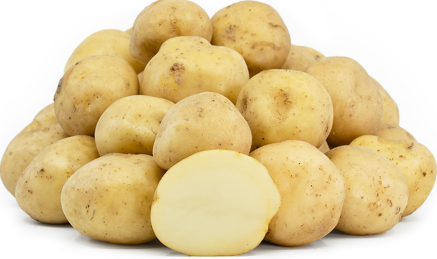 Potato Upstate Abundance Organic Seeds For Sale