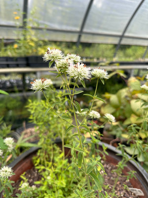 Pycnanthemum flexuosum Appalachian mountain mint flower plant for sale