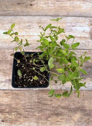 Pycnanthemum flexuosum Appalachian mountain mint potted plant for sale