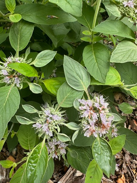 Pycnanthemum incanum hoary mountain mint garden plants for sale