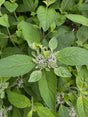 Pycnanthemum incanum hoary mountain mint garden plants for sale