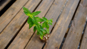 Pycnanthemum muticum clustered mountain mint potted plant for sale