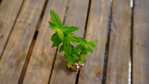 Pycnanthemum muticum clustered mountain mint potted plant for sale