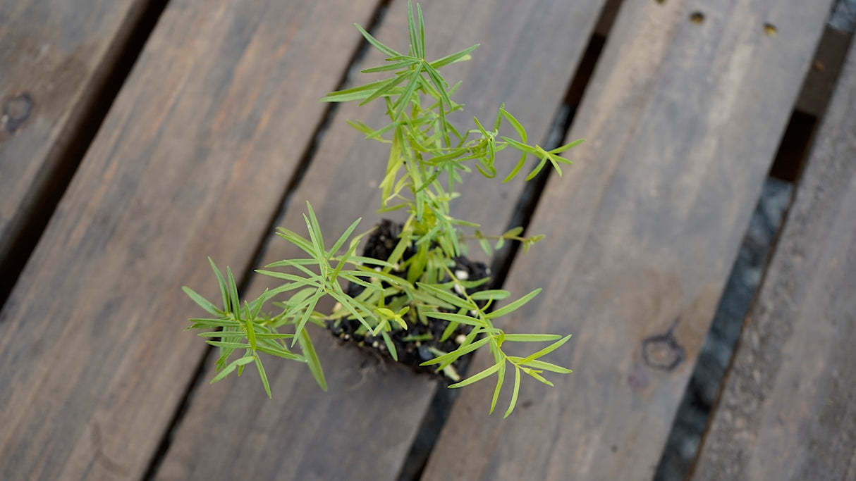 Pycnanthemum tenuifolium slender mountain mint potted plant for sale