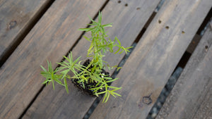 Pycnanthemum tenuifolium slender mountain mint potted plant for sale