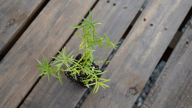 Pycnanthemum tenuifolium slender mountain mint potted plant for sale