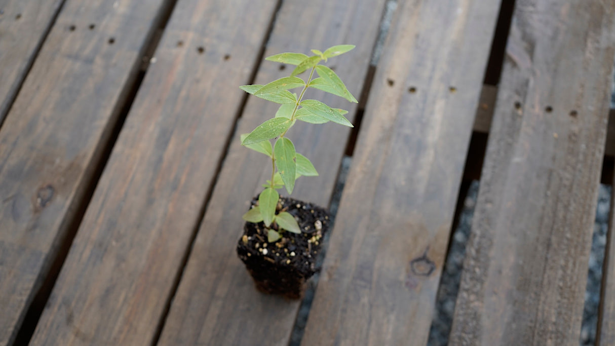 Pycnanthemum verticillatum var pilosum hairy mountain mint potted plant for sale