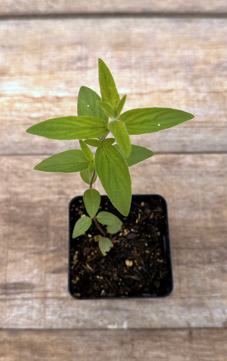 Pycnanthemum verticillatum var pilosum hairy mountain mint potted plant for sale