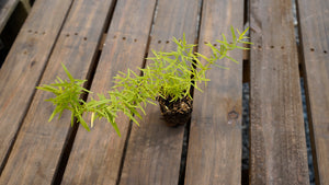 Pycnanthemum virginianum American mountain mint potted plant for sale