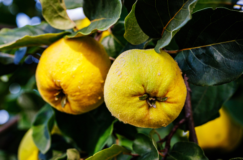 Quince Pineapple Tree For Sale