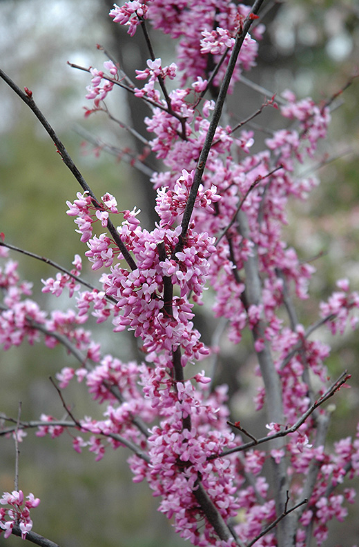 Redbud Forest Pansy Tree for Sale