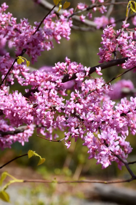 Redbud Hearts of Gold Tree for Sale