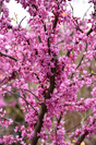 Redbud Rising Sun Tree for Sale