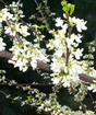 Redbud Royal White Ornamental Tree for Sale