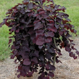 Redbud Ruby Falls Tree for Sale