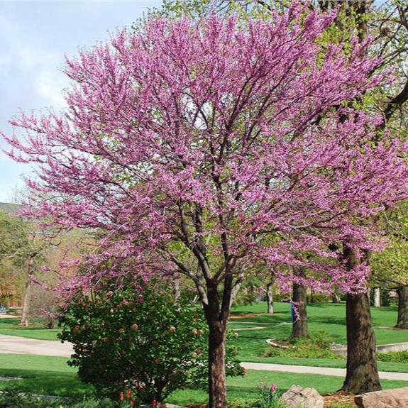 Redbud Bare Root Native Tree For Sale