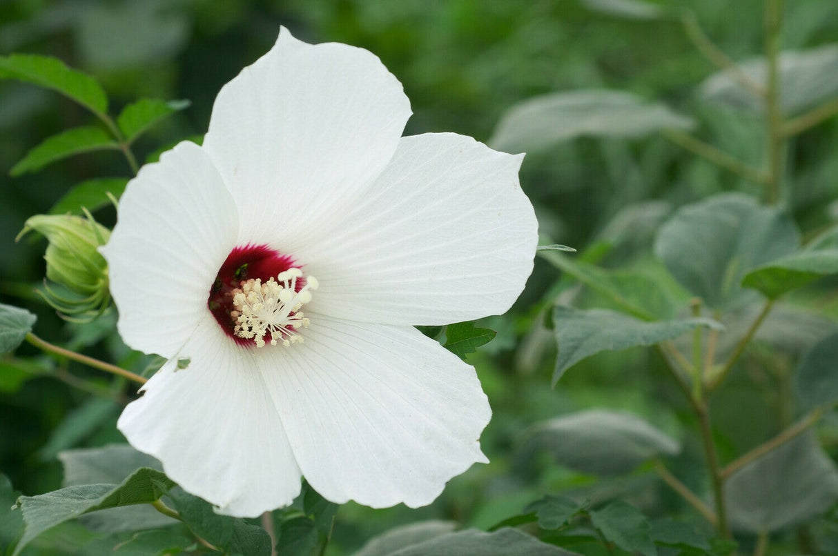 Wooly Rose Mallow Native Plant For Sale