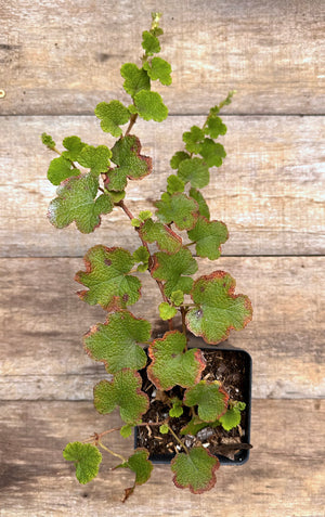 Rubus calycinoides creeping raspberry potted plant for sale