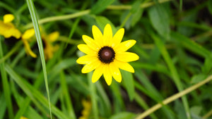 Rudbeckia hirta black-eyed Susan flower plant for sale