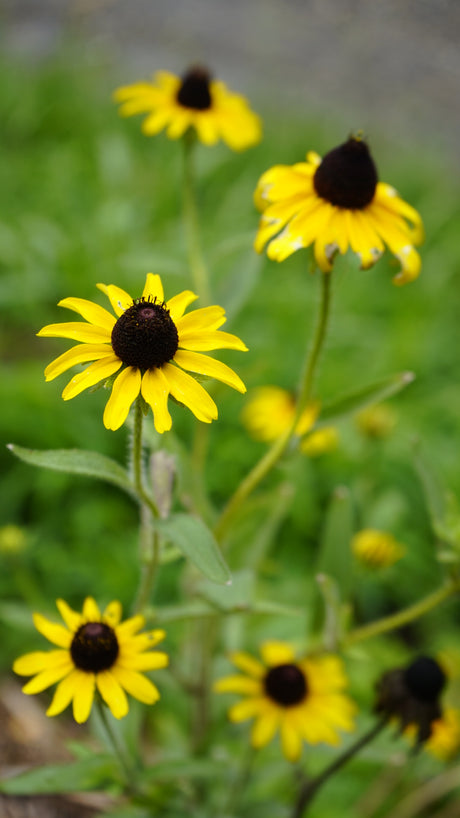 Rudbeckia hirta black-eyed Susan flower plant for sale