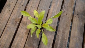 Rudbeckia hirta black-eyed Susan potted plant for sale