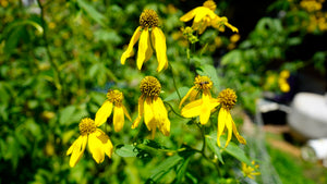 Rudbeckia laciniata sochan flower plant for sale